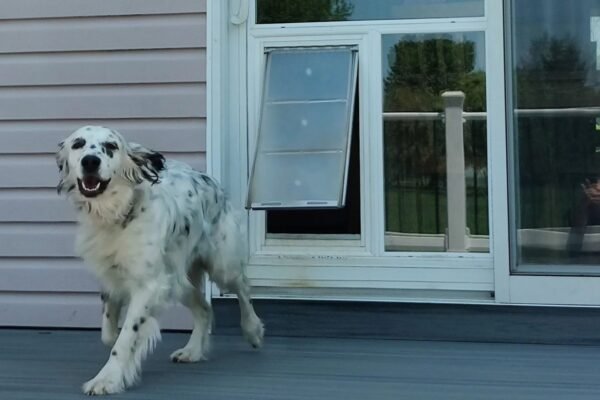 Adding a Pet Door to Your Patio Door